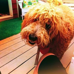 Meet your Posher, Tammy